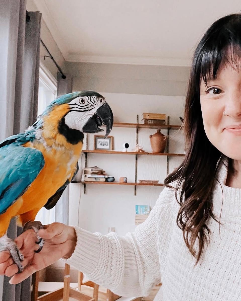 Kya, a blue-and-gold macaw, perched on Brittany's hand at home