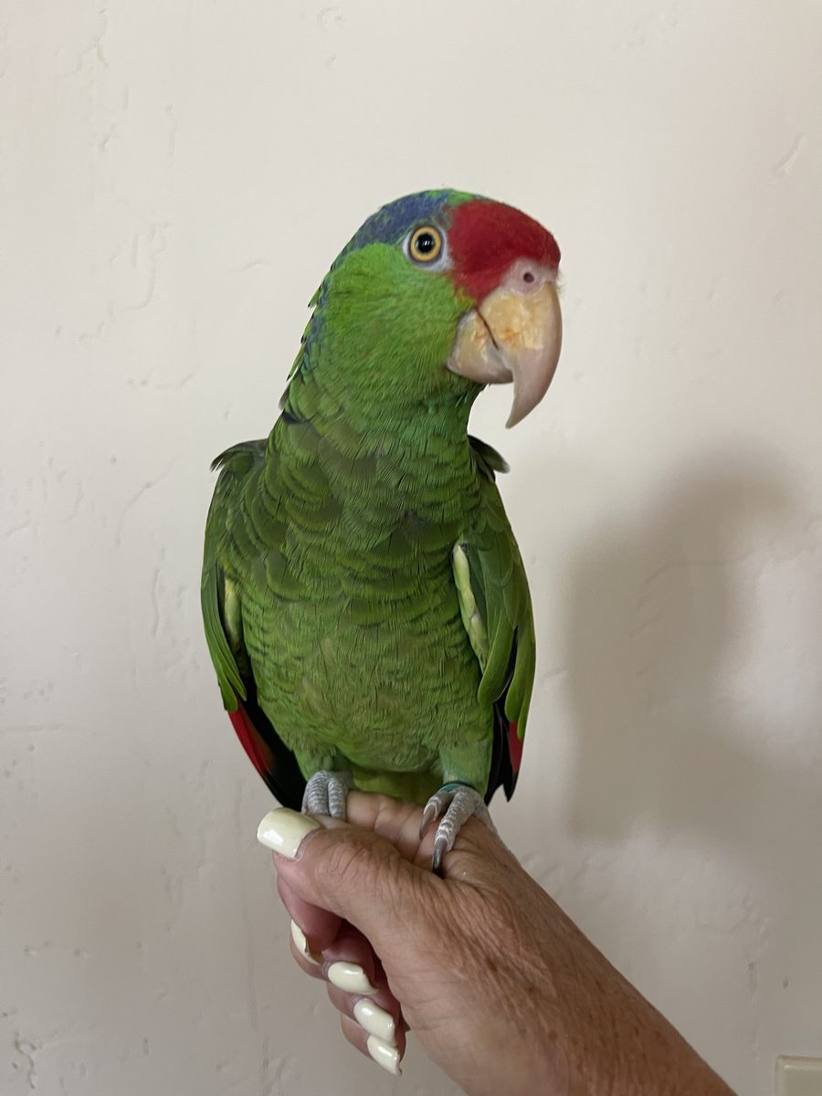 Echo, a red-crowned Amazon with green feathers and a bright red forehead, perched on a hand