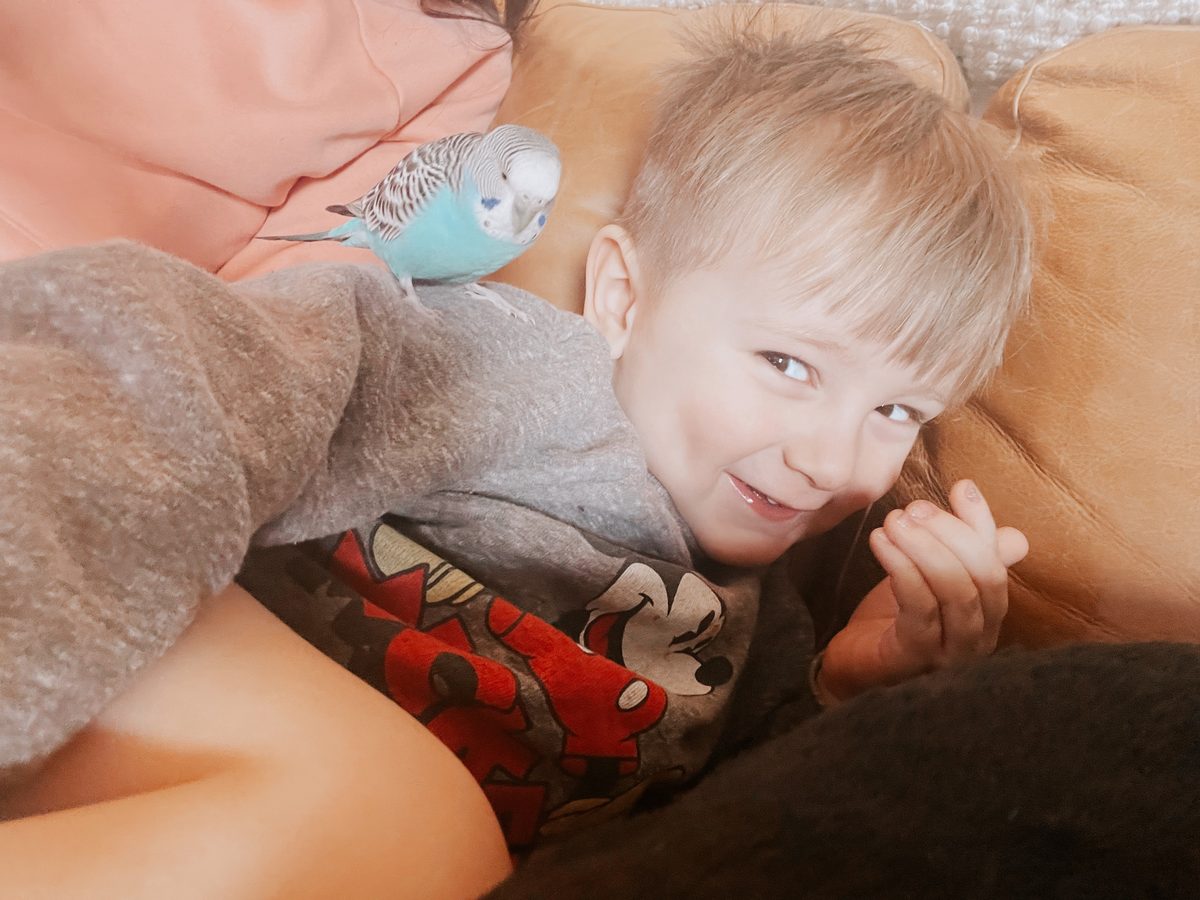 A smiling young boy cuddled up on the couch with a blue budgie perched beside him