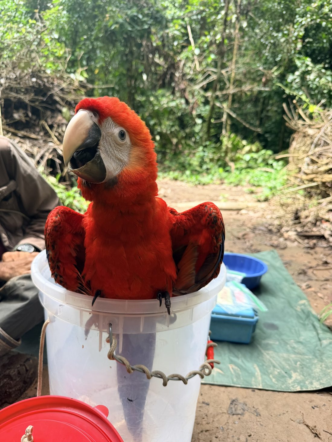 A young scarlet macaw with red feathers and a pale beak, sitting in a white bucket during field research in the Peruvian rainforest