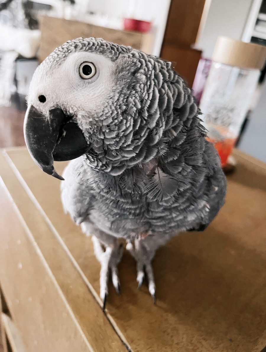 Close-up of an African grey parrot standing on a wooden table and looking at the camera