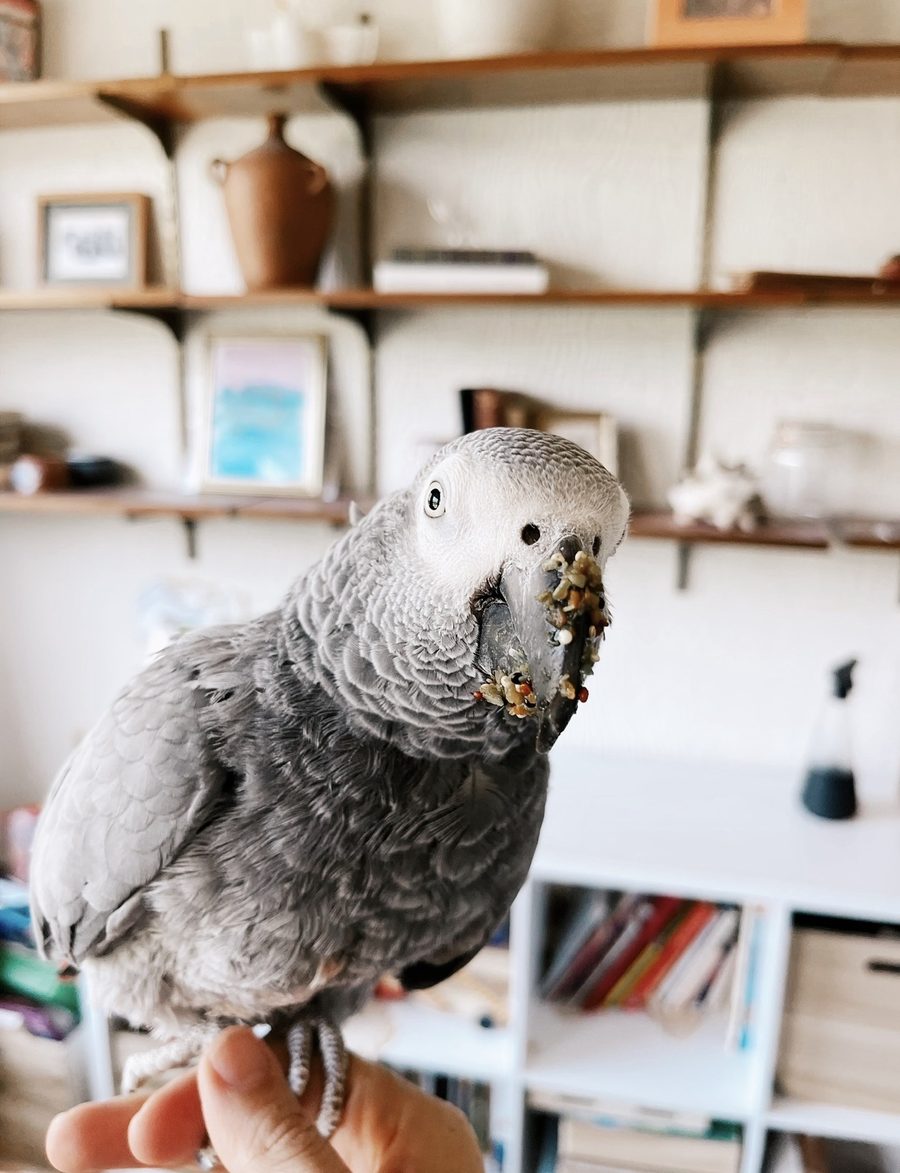 An African grey parrot perched on a hand at home, its beak dusted with seeds