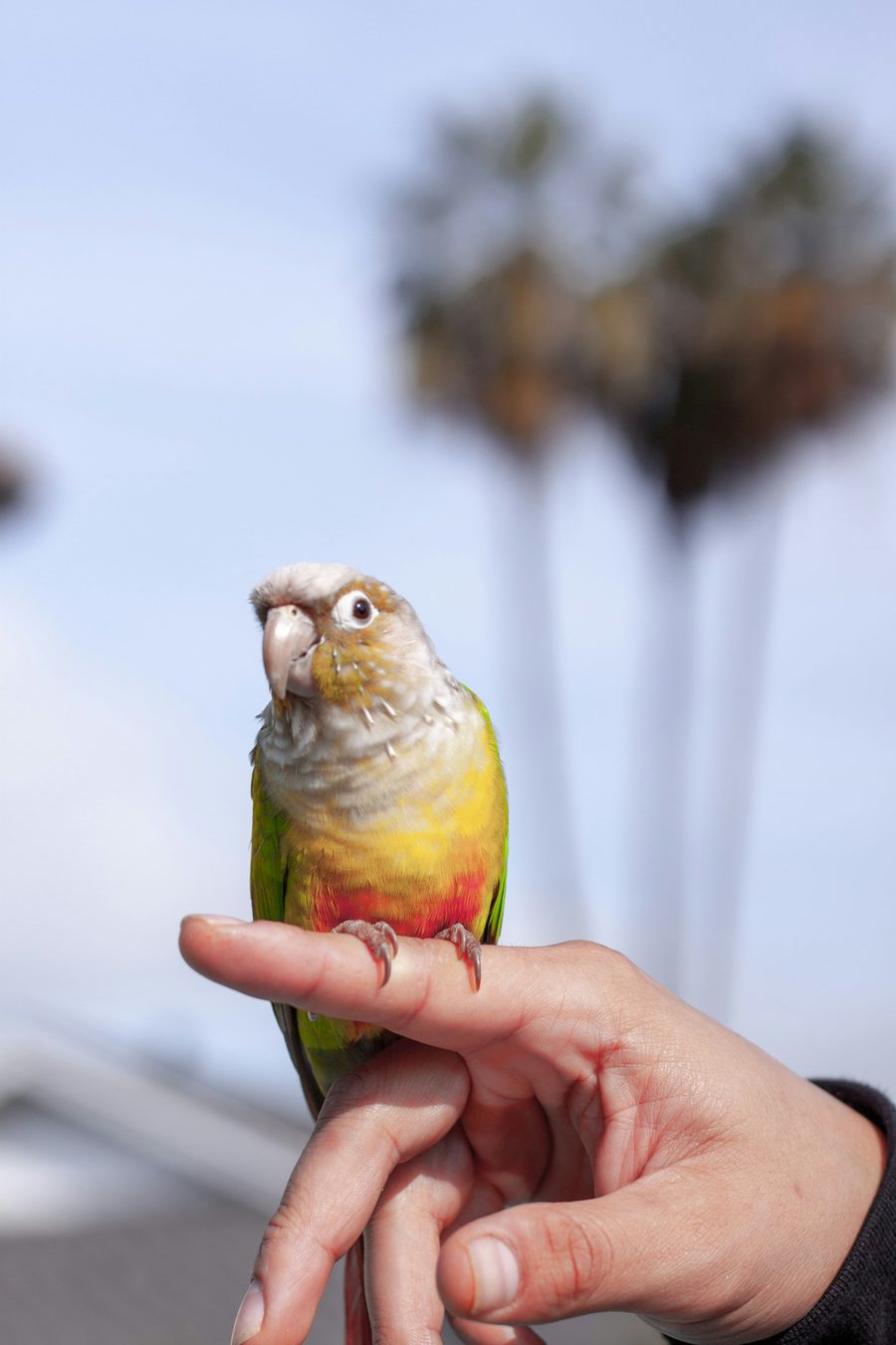 A small conure perched on a person’s finger outdoors