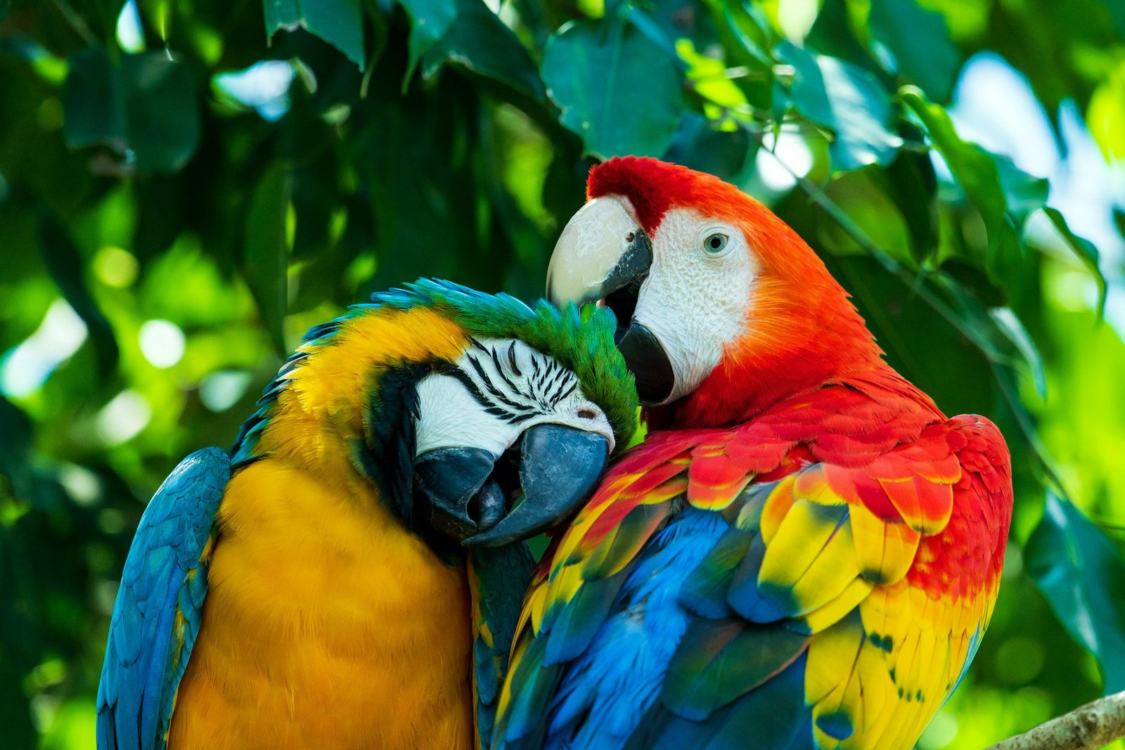 A blue-and-gold macaw and a scarlet macaw nestled together among green leaves