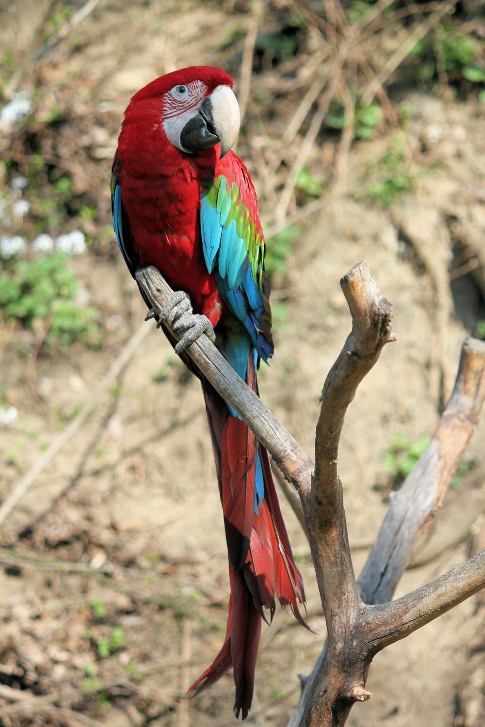 A red-and-green macaw perched on a bare branch on a forested hillside