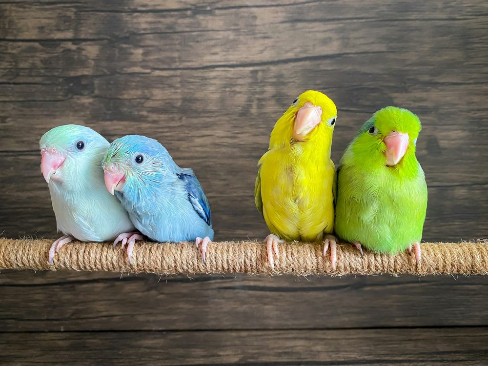 Four parrotlets in blue, yellow, and green sitting side by side on a rope perch