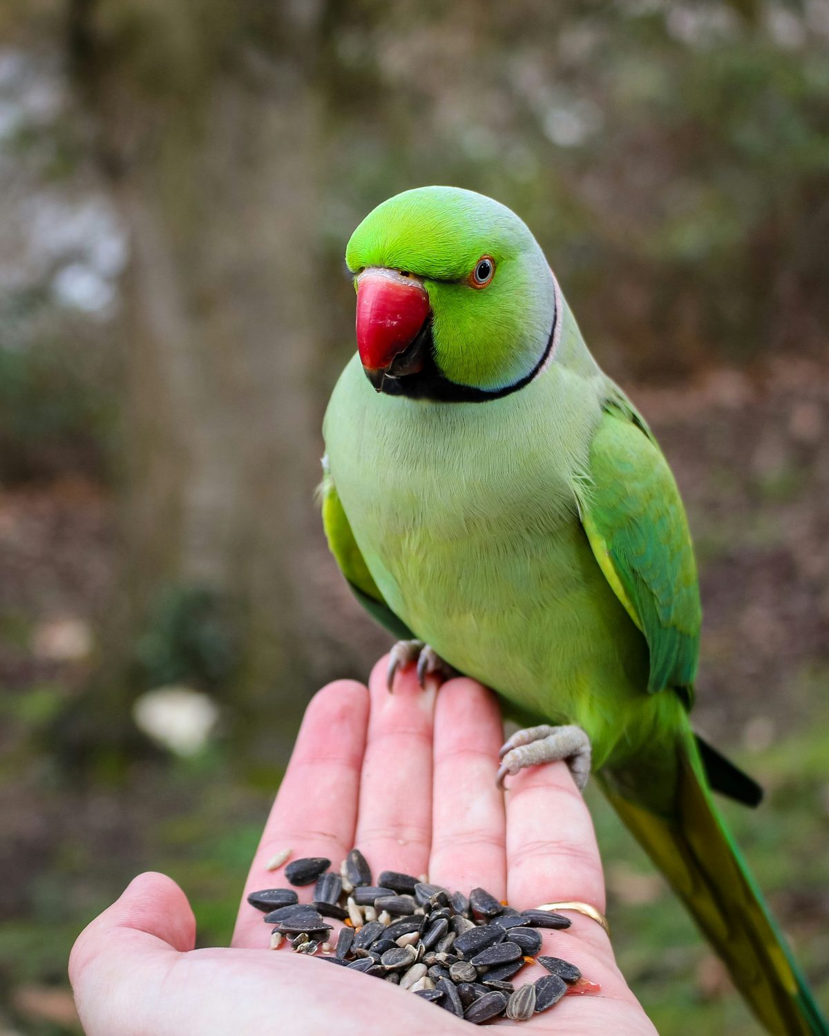 A green ringneck parakeet perched on an open hand full of seeds