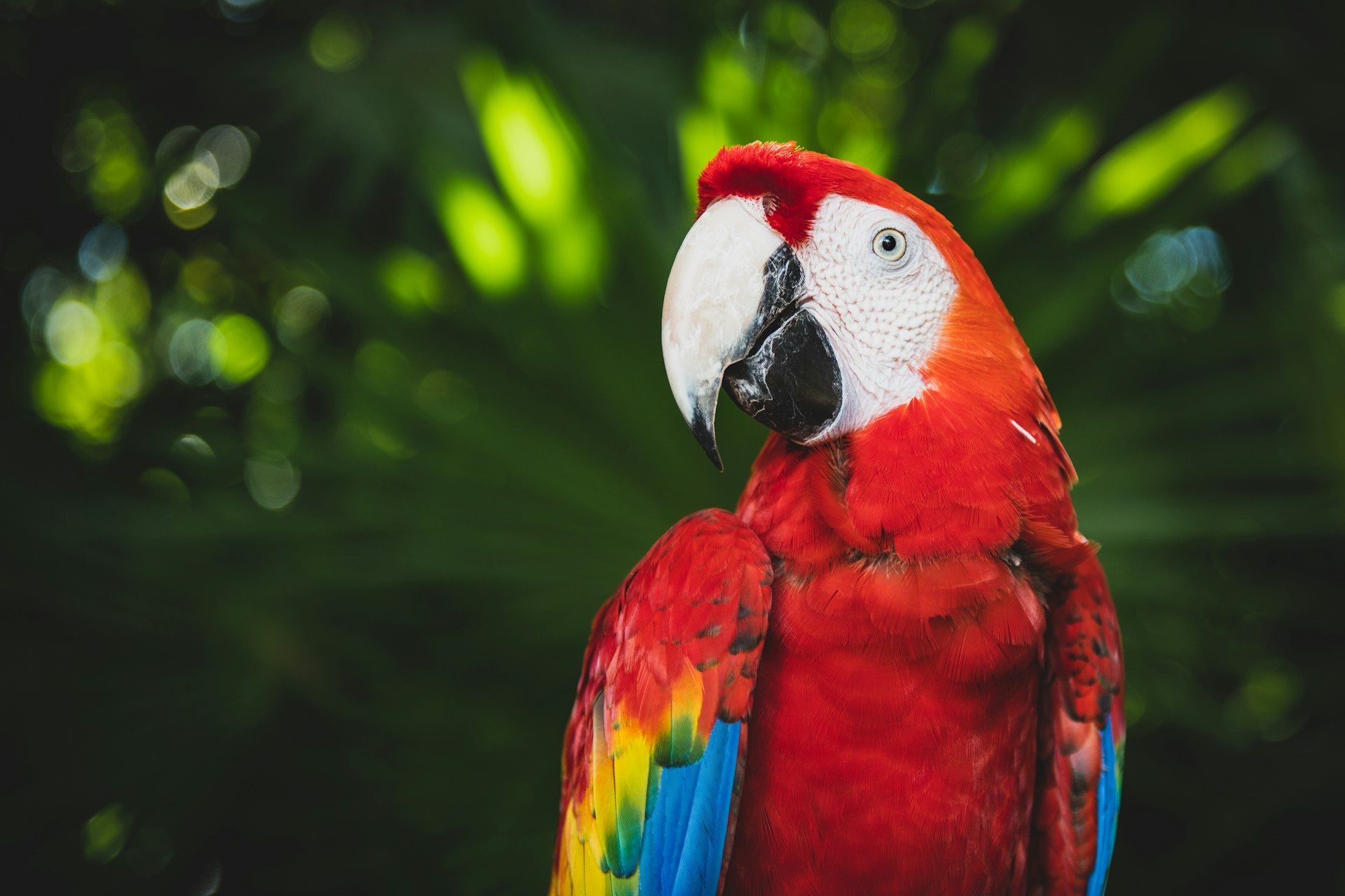 A scarlet macaw with red, yellow, and blue feathers against dark green leaves