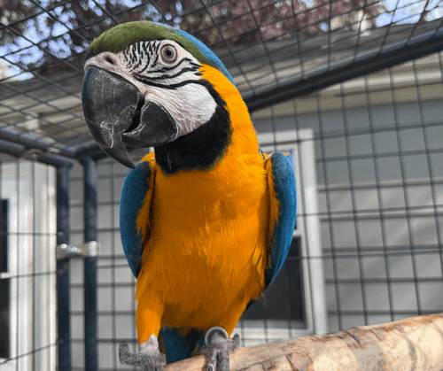 Willow, a blue-and-gold macaw with a green crown and golden chest, perched on a branch inside an outdoor aviary.