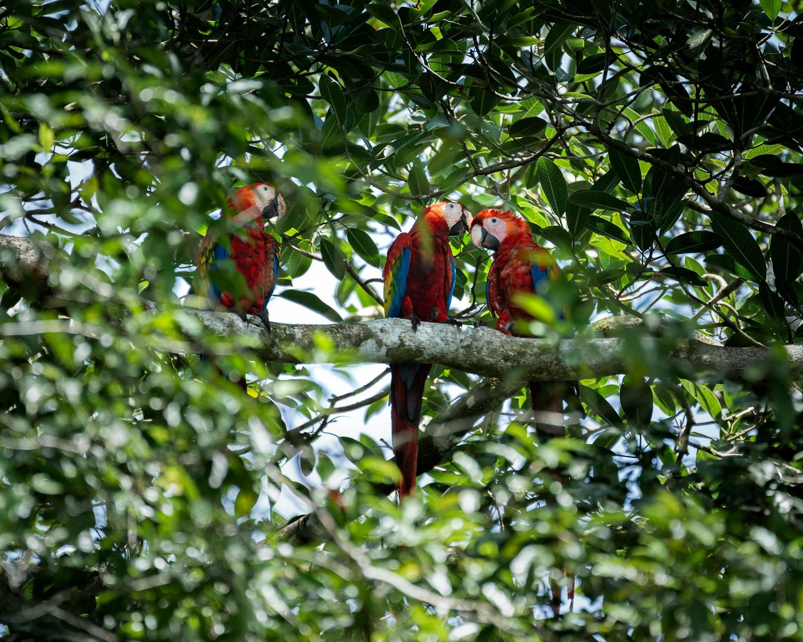 Three wild scarlet macaws perched in a rainforest canopy