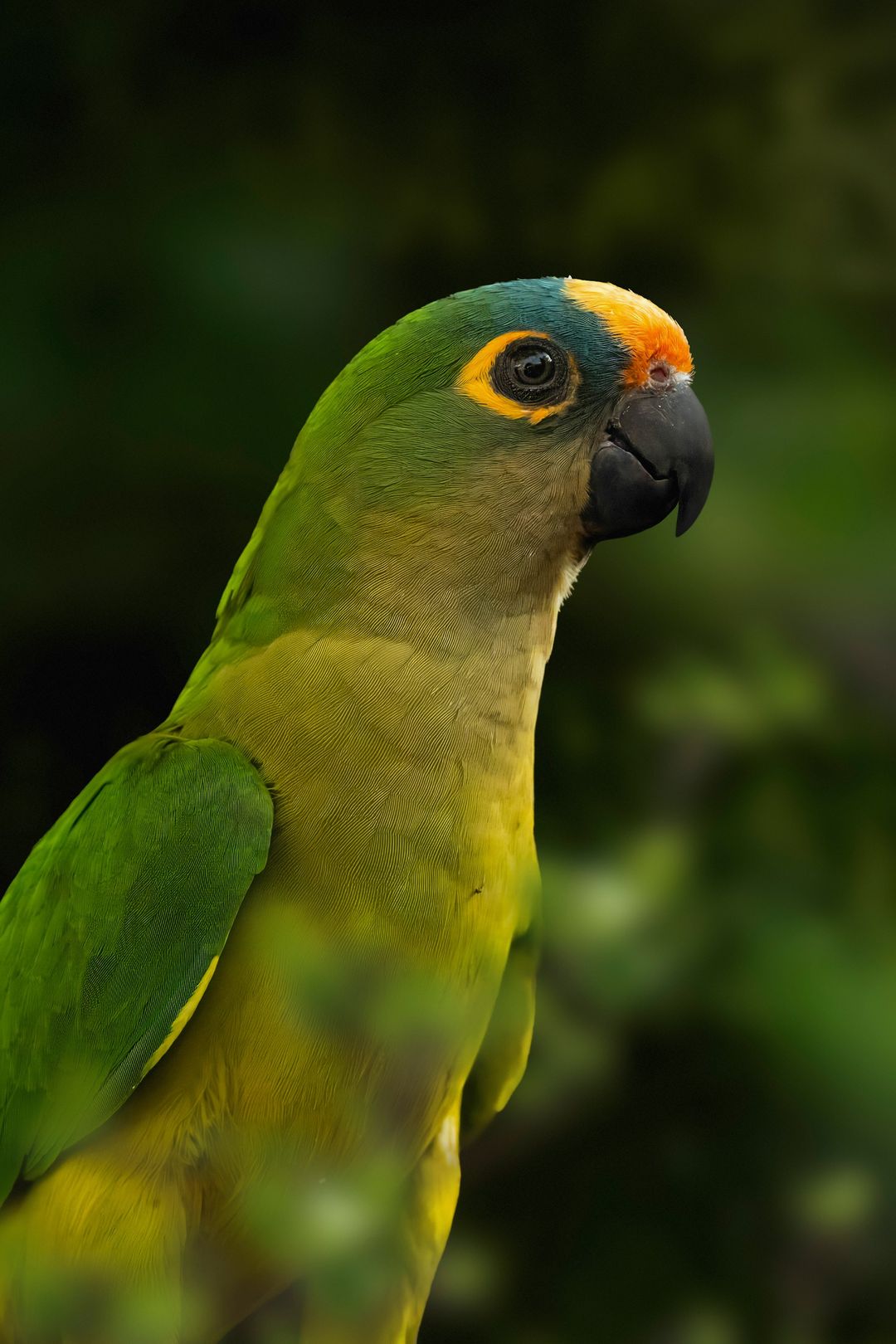A green parakeet with an orange forehead perched among leaves