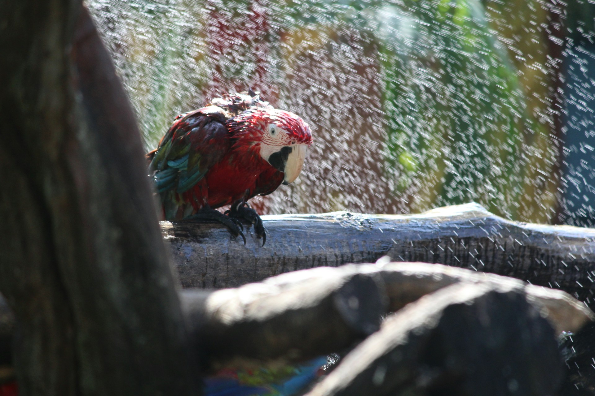 A red-and-green macaw perched under a fine spray of water