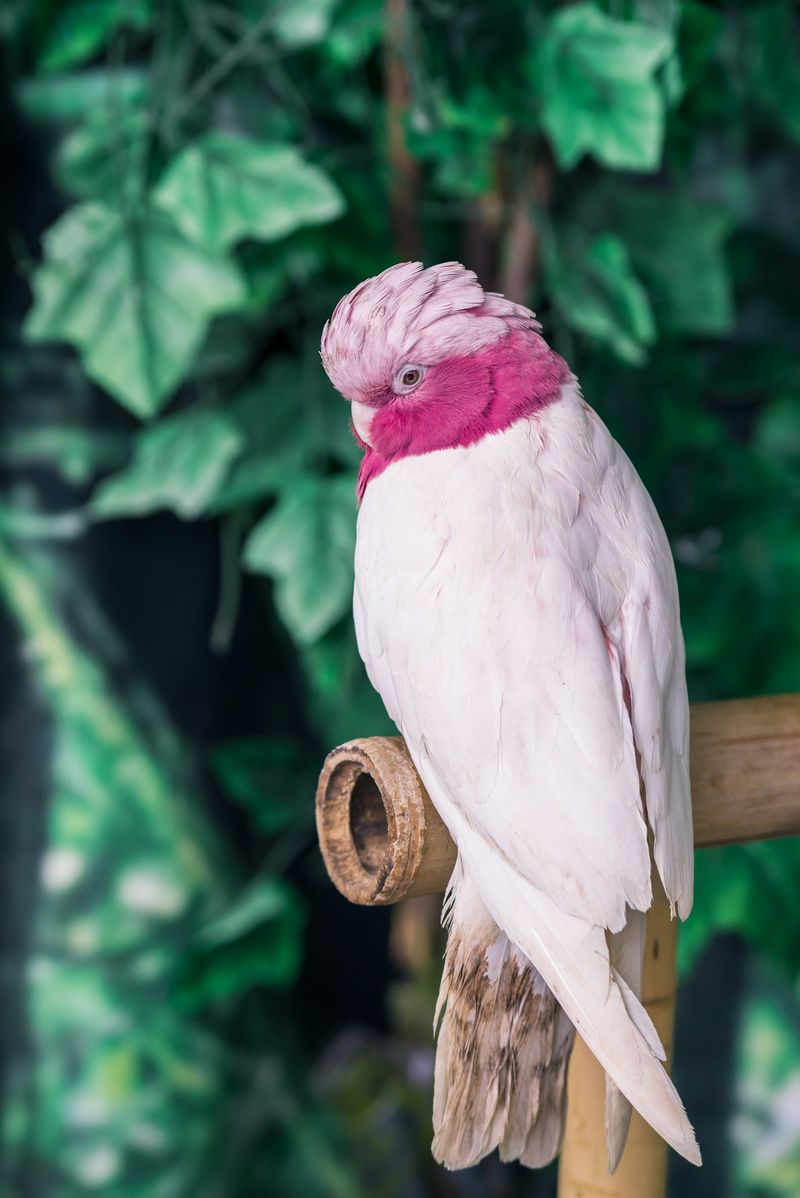 A pale pink cockatoo perched on a bamboo stand in front of green leaves
