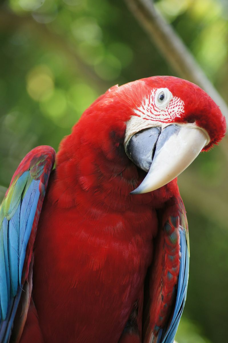 A red-and-green macaw with a pale curved beak, looking toward the camera