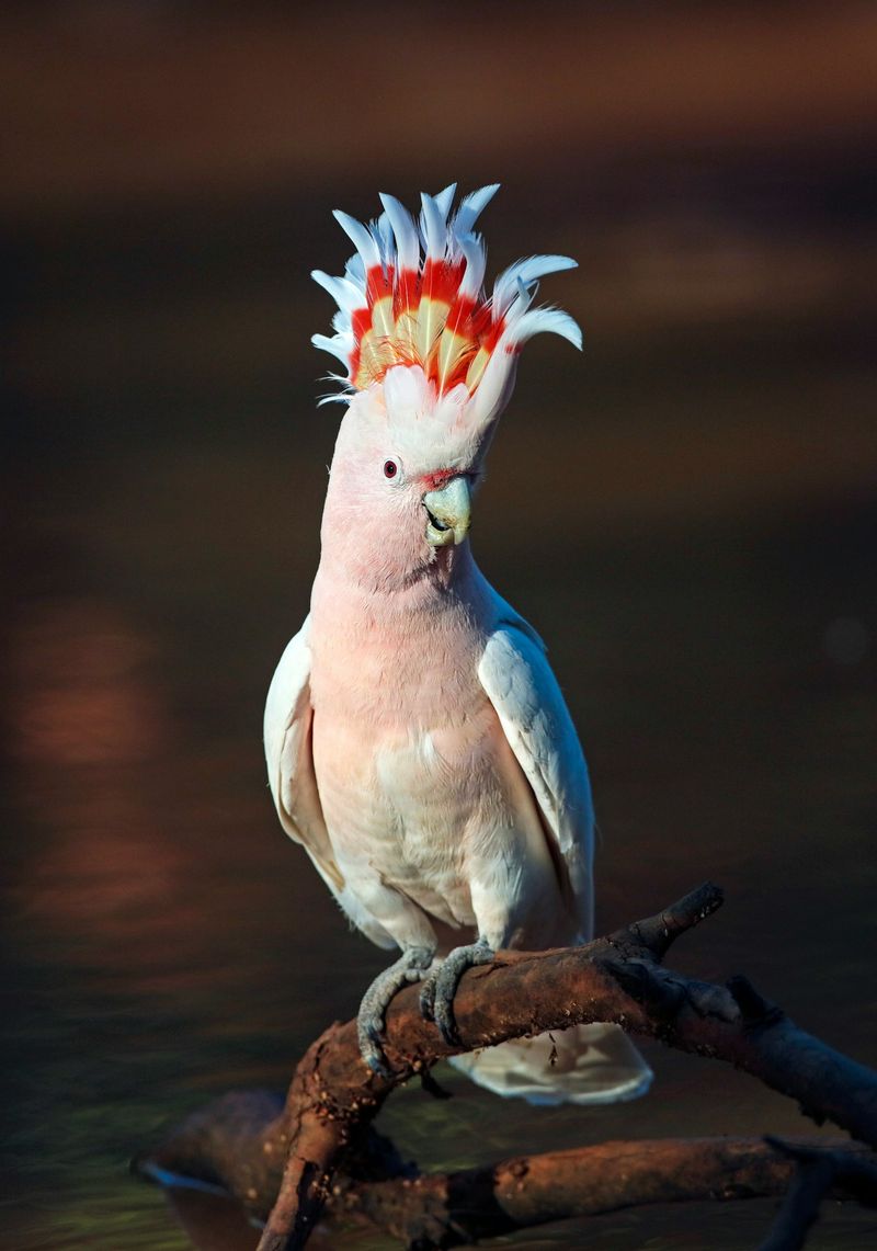 A pink-and-white cockatoo with its crest raised, perched on a branch