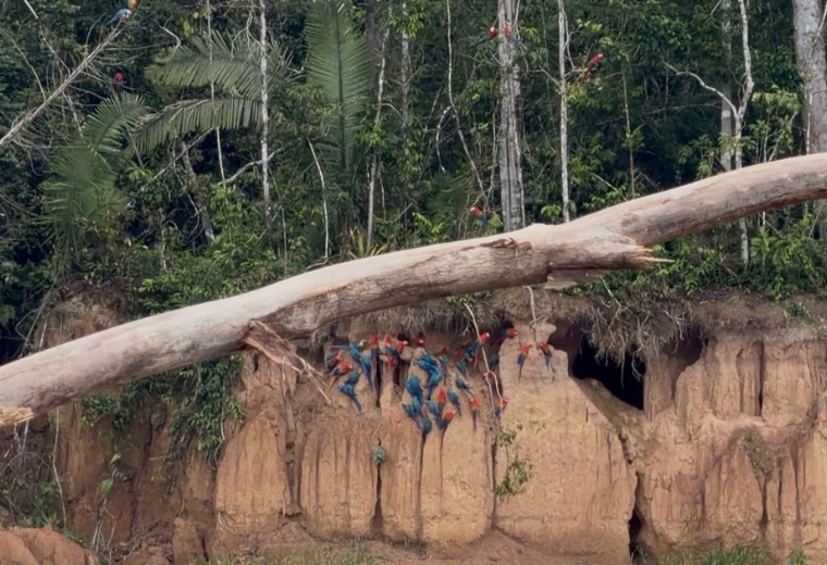 Wild parrots gathered at a clay lick on a riverbank in the Amazon
