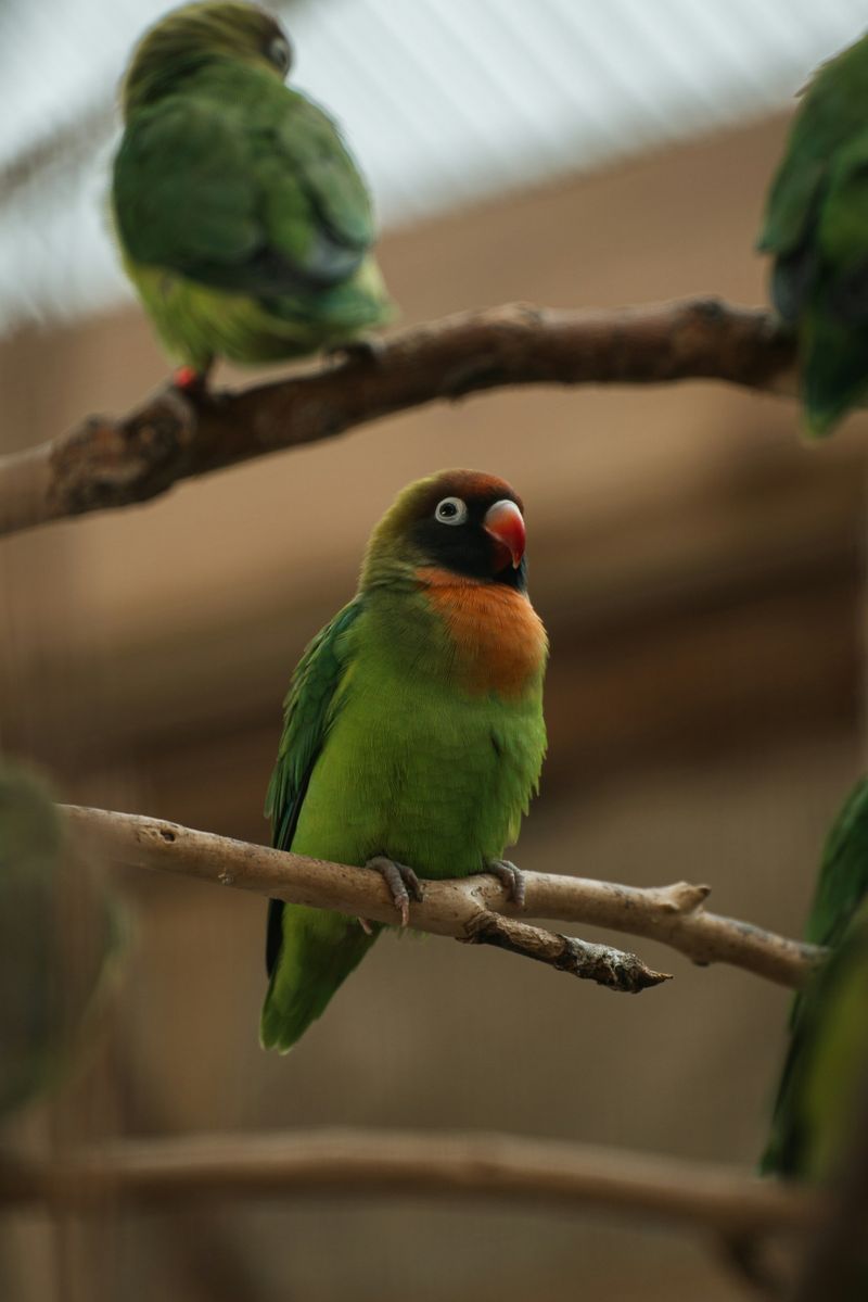 Two lovebirds perched on branches inside an aviary