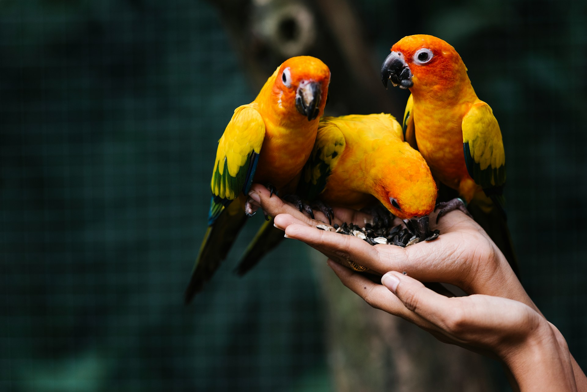 Three sun conures perched together on a person's hand