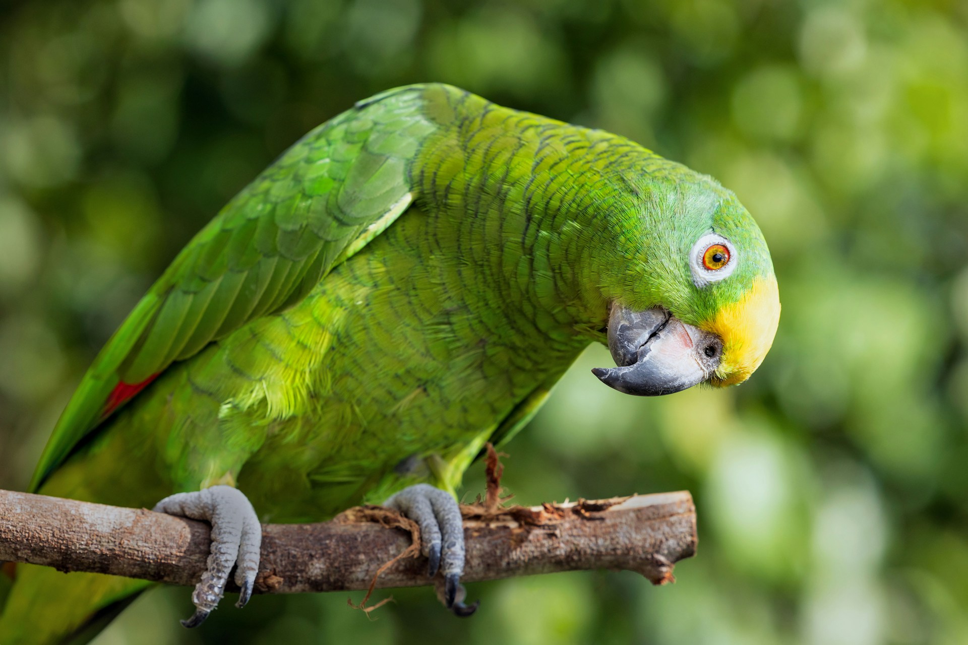 A green Amazon parrot with a yellow face perched on a branch