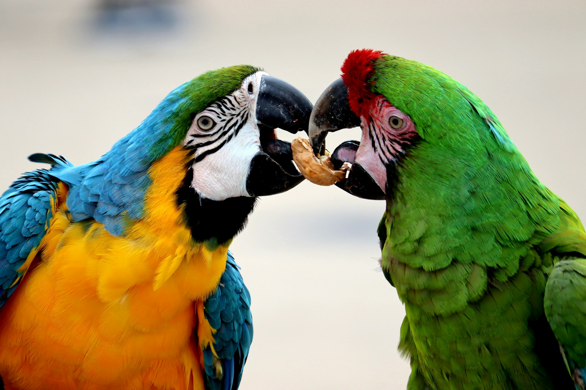 A blue-and-gold macaw and a green macaw touching beaks