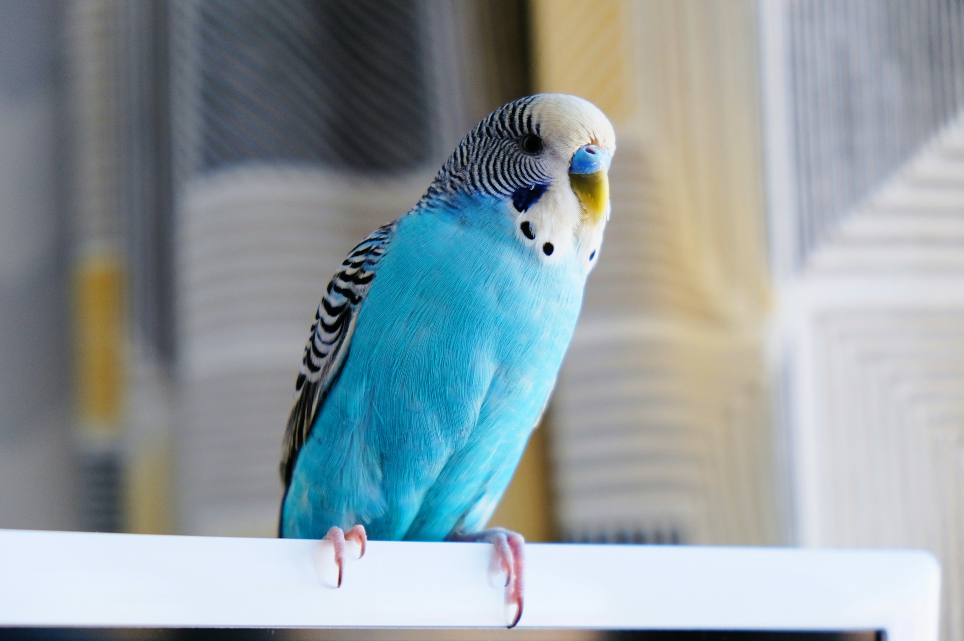 A blue budgie perched on a white shelf indoors