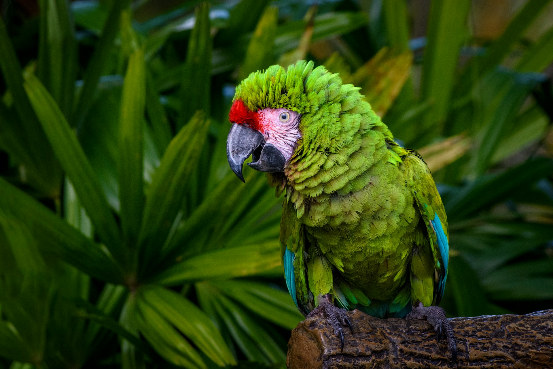A green military macaw perched among broad tropical leaves
