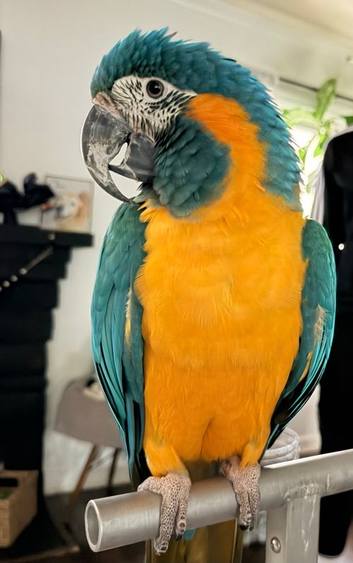 Max, a blue-throated macaw with a teal head and bright orange chest, perched on a metal stand indoors.