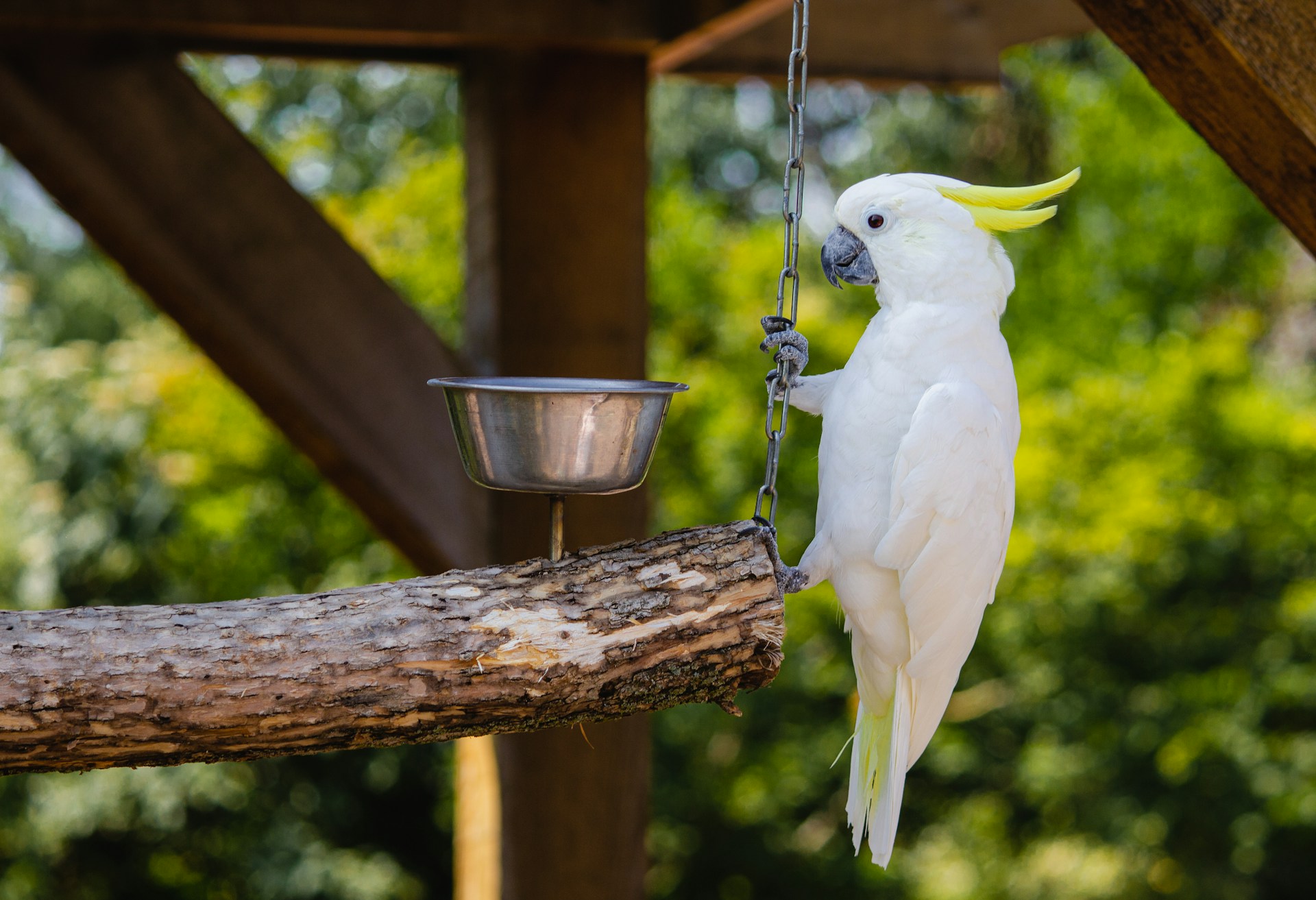 A sulphur-crested cockatoo climbing beside a food bowl on a wooden perch