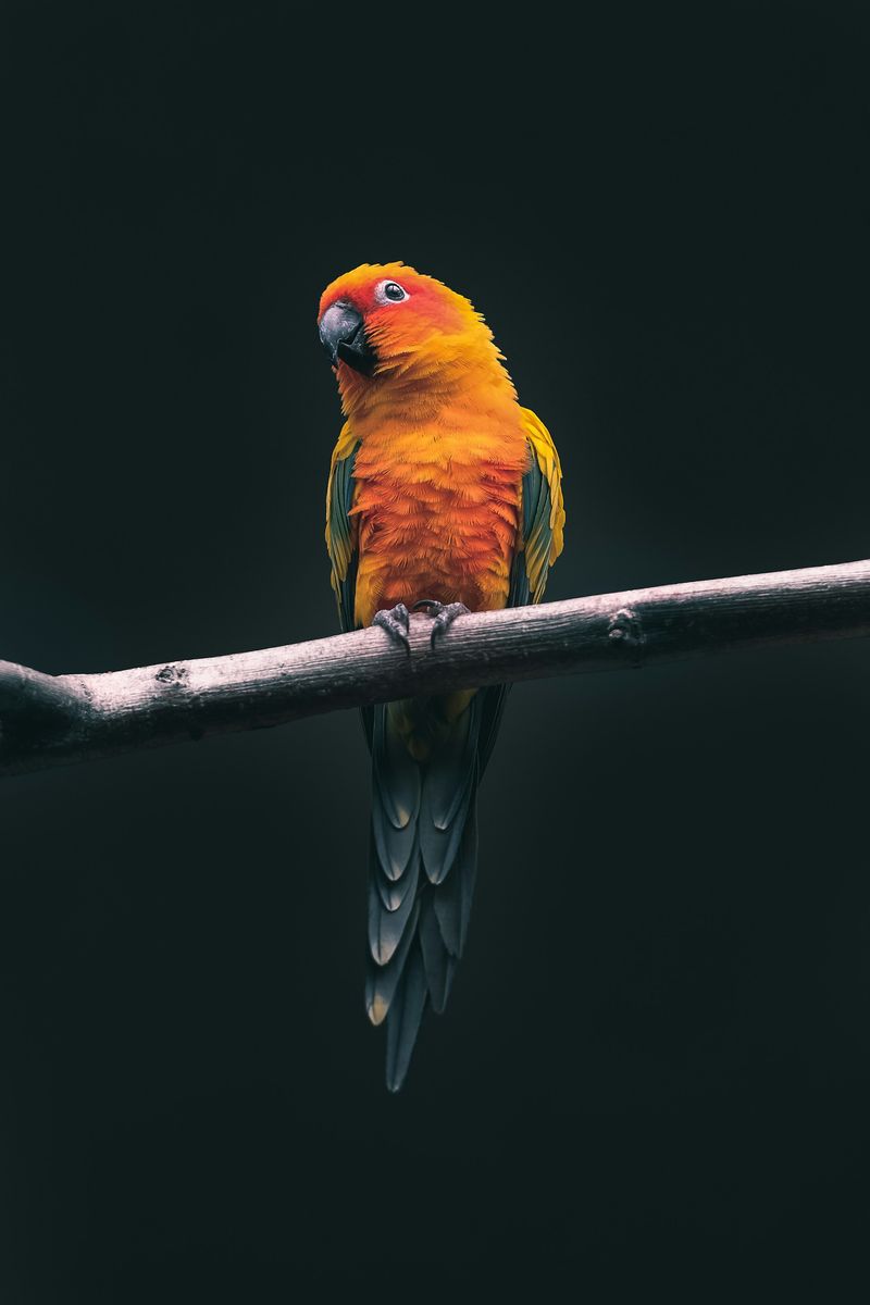 A sun conure with orange and yellow feathers perched on a bare branch