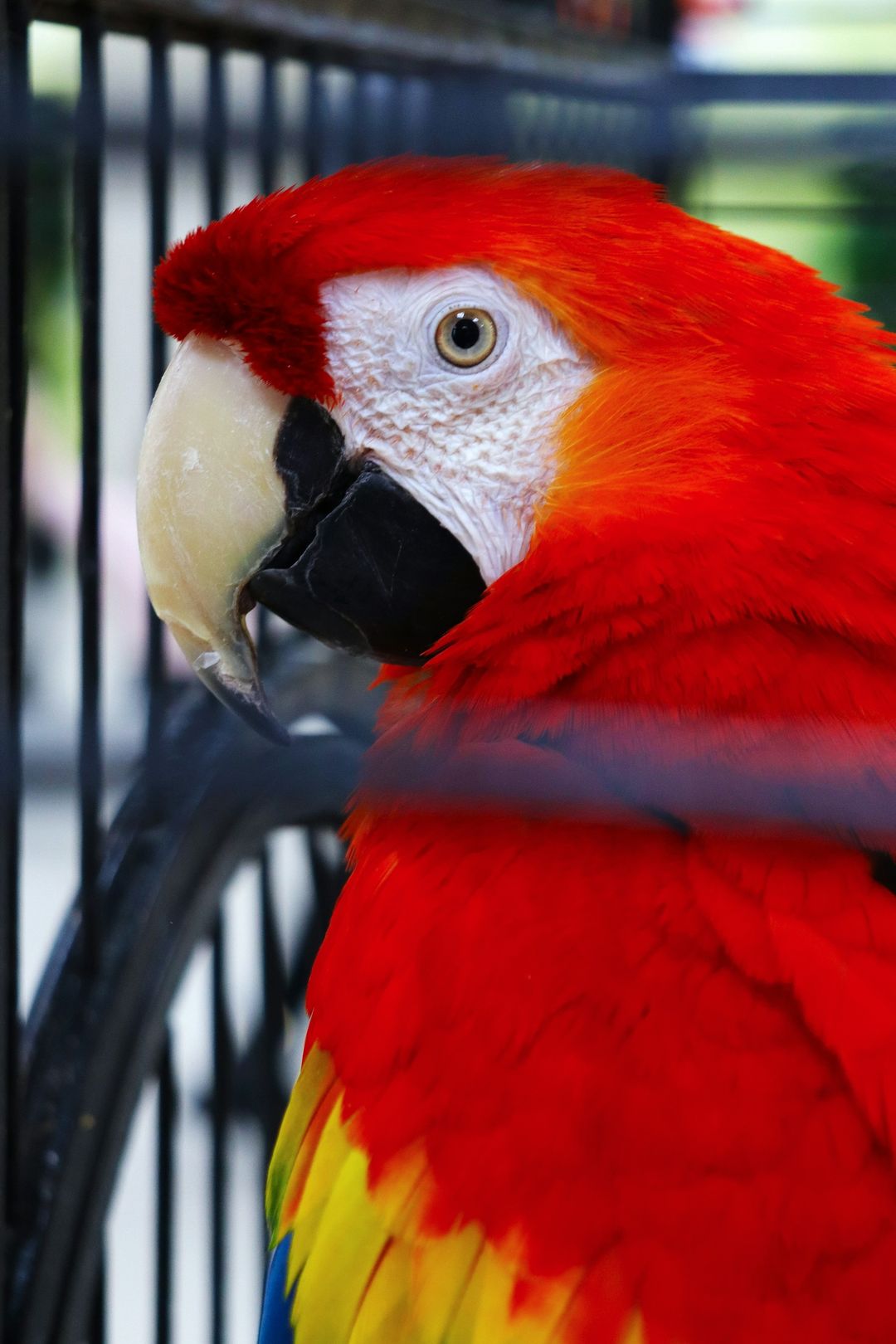 Close-up of a scarlet macaw with red, yellow, and blue feathers, looking out from behind the bars of an enclosure.