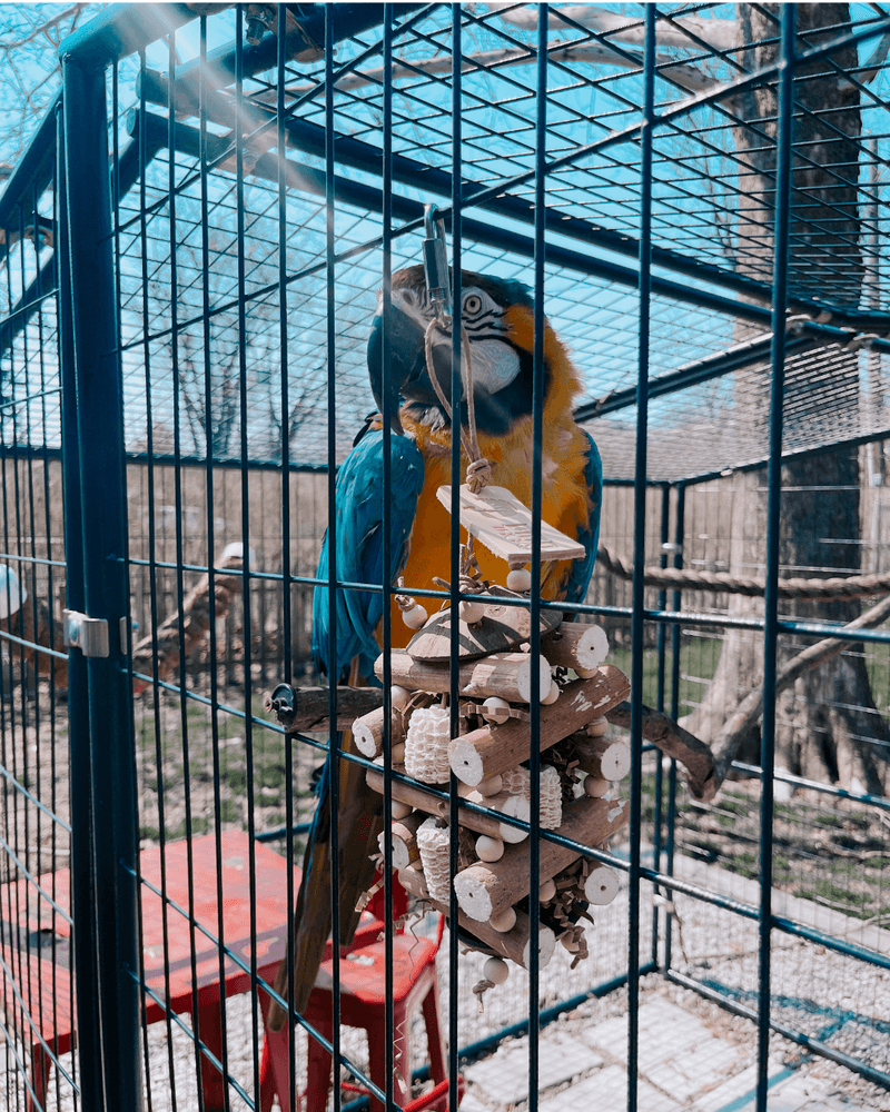 Kya, a blue-and-gold macaw, foraging in her outdoor aviary