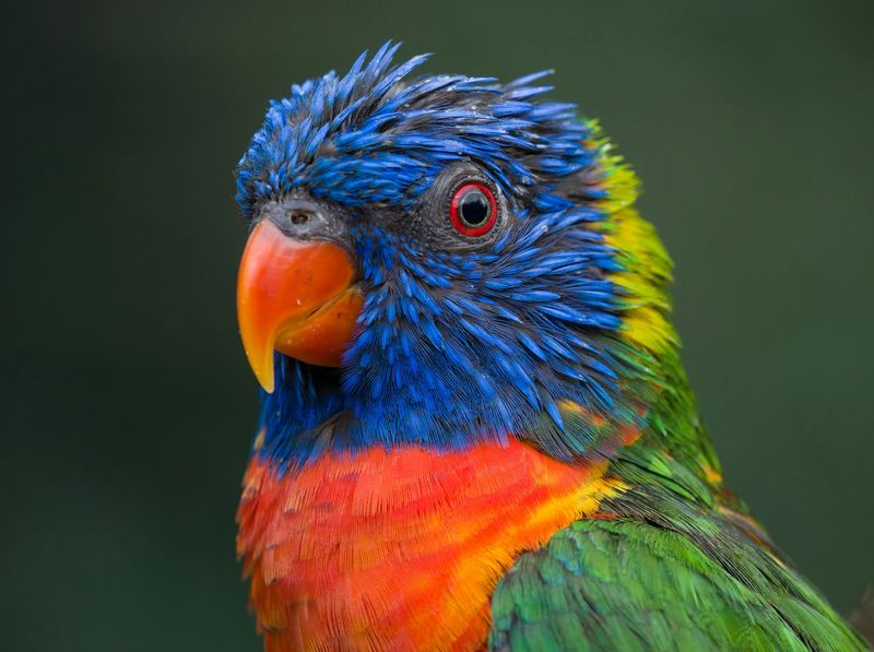 Close-up of a rainbow lorikeet with a blue head and orange chest