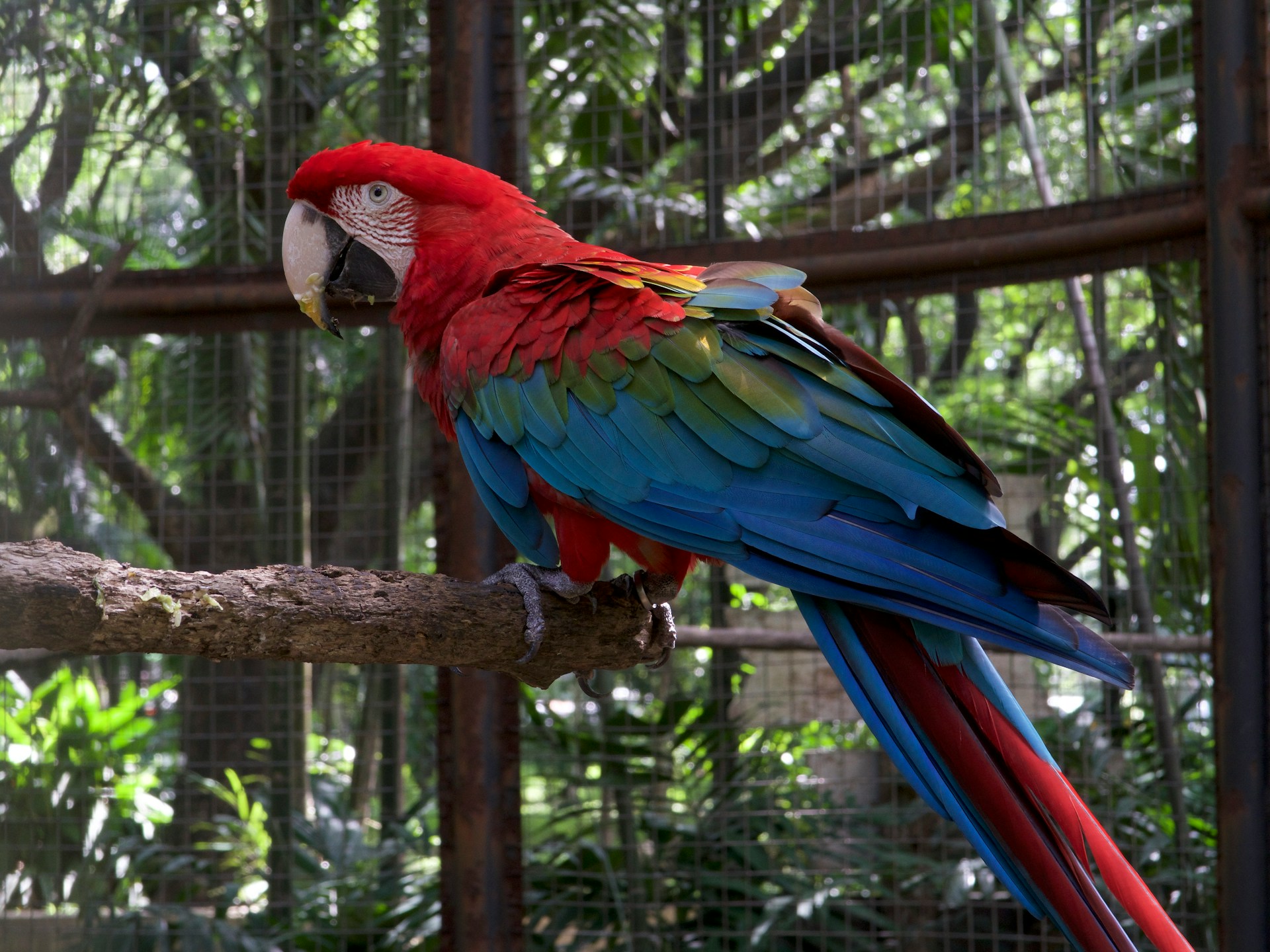 A scarlet macaw perched on a branch inside a planted aviary