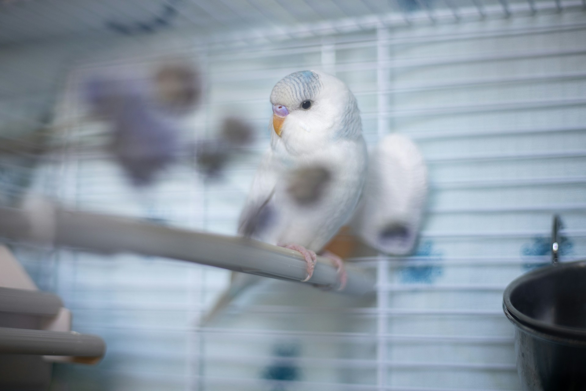 A pale budgie perched inside its cage