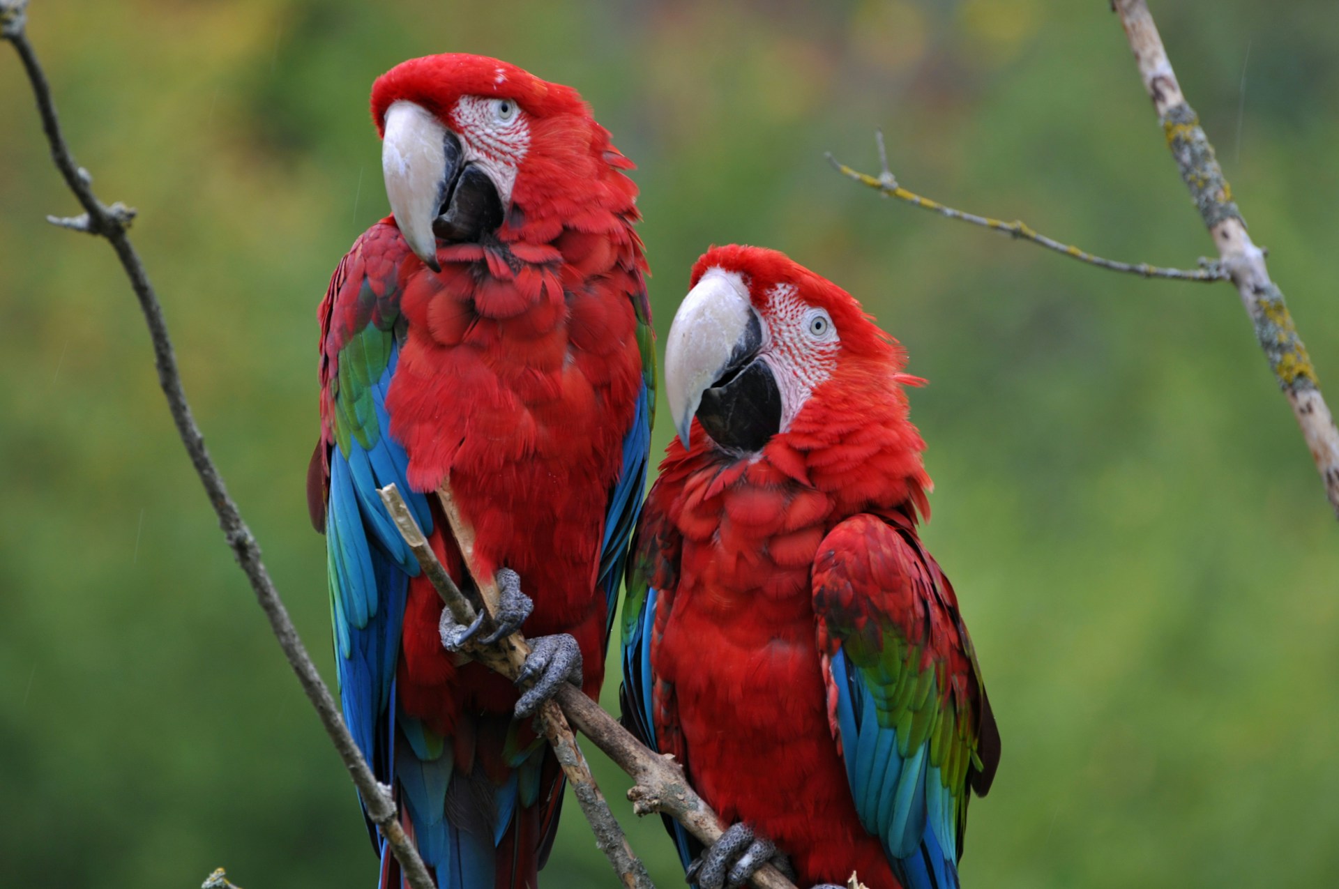 Two red-and-green macaws perched side by side