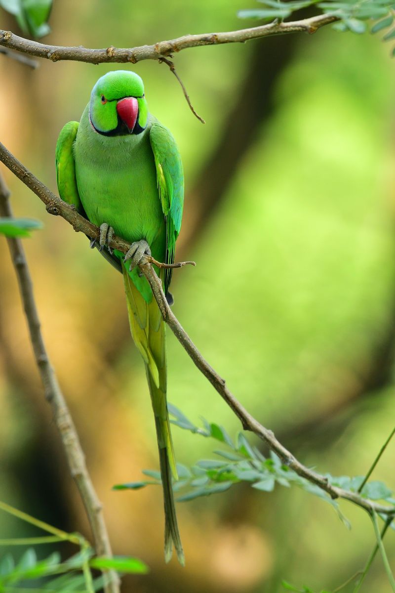 A wild rose-ringed parakeet perched on a thin branch