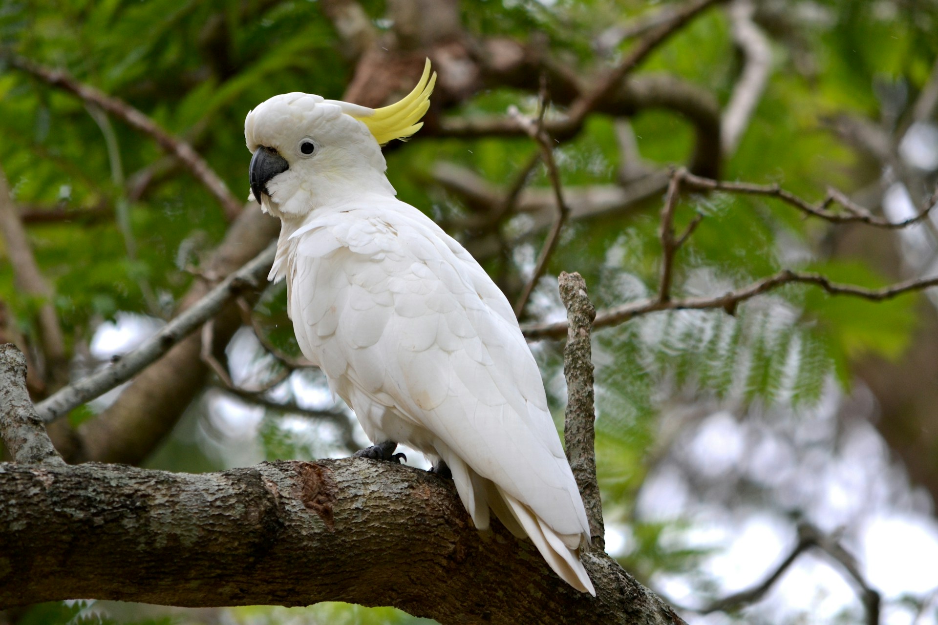 A sulphur-crested cockatoo perched on a tree branch