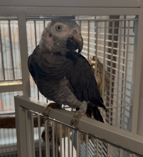 Buzz, a Timneh African grey with dark grey feathers, perched on the edge of his cage