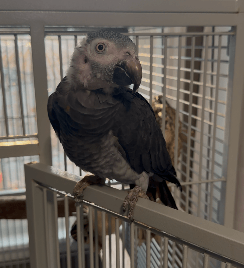 Buzz, a Timneh African grey with dark grey feathers, perched on the edge of his cage