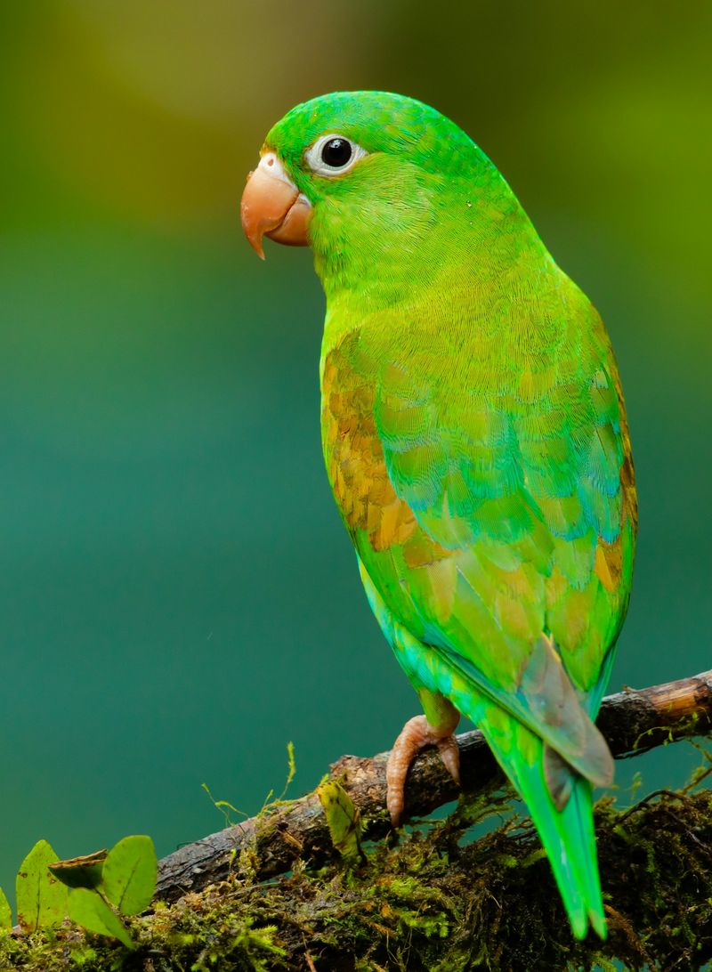 A bright green parakeet with an orange beak perched on a mossy branch