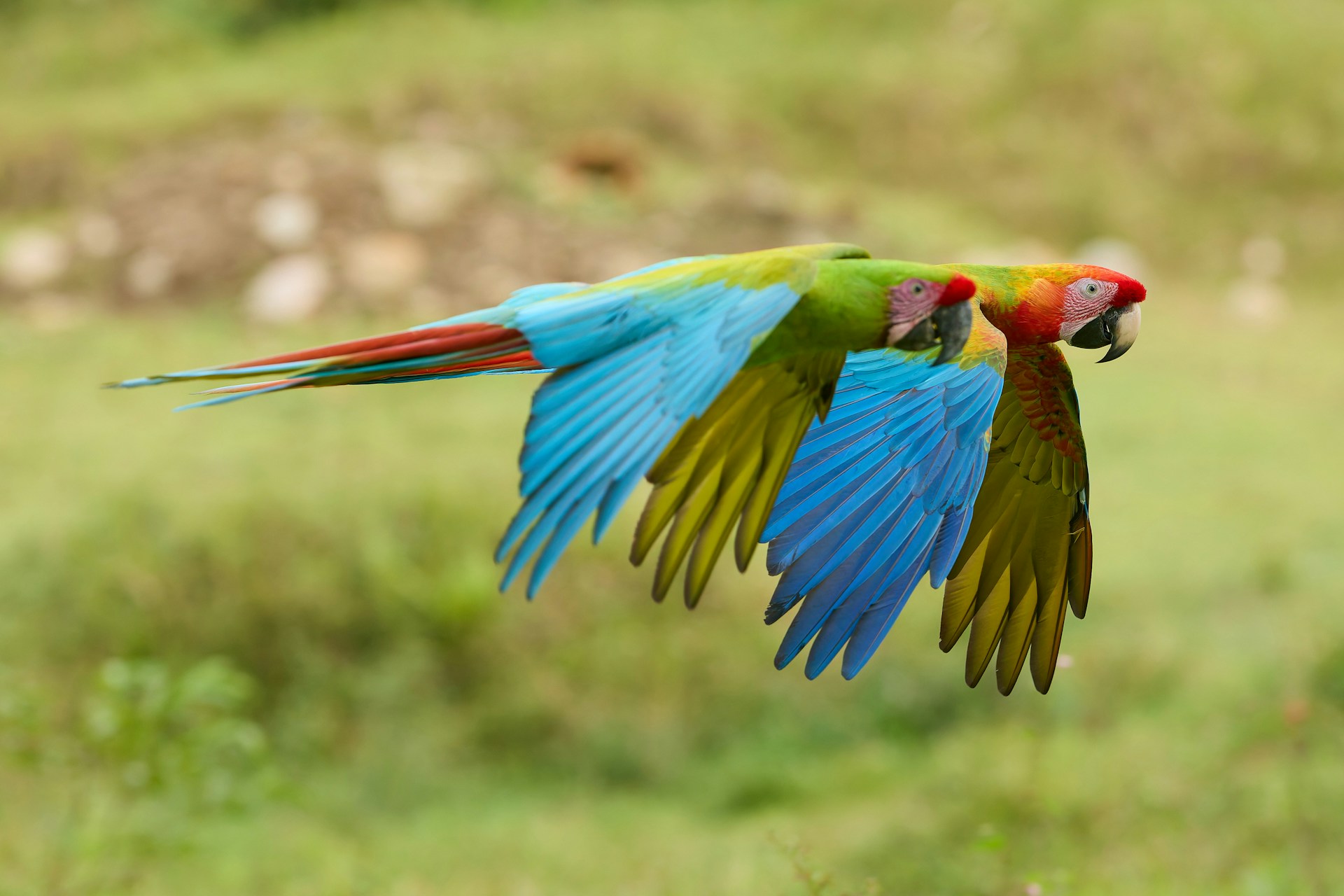 A macaw with blue and green wings flying low over a grassy field